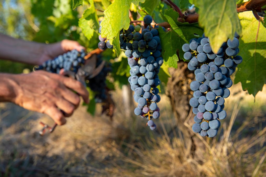 vin ecologique var vignes diversité des acteurs