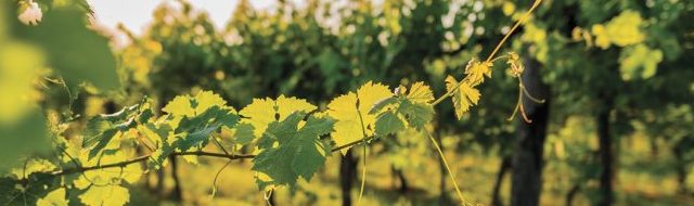 Vin Bio, Vin Naturel et Vin Biodynamique : Quelles Différences ?