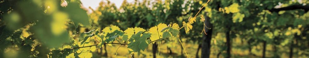 Vin bio, naturel, biodynamie