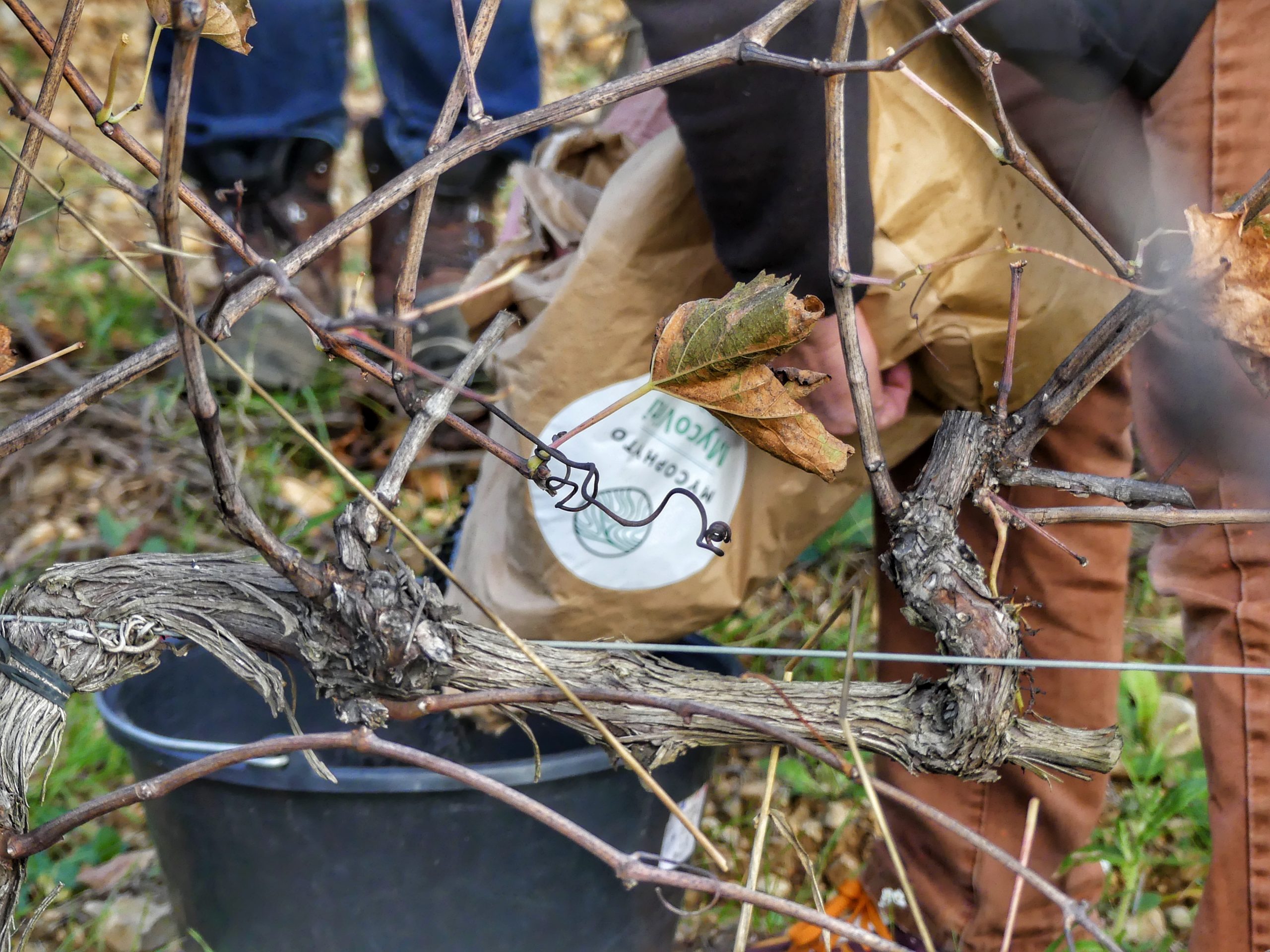 Environnement : éco-conception, bouteilles légères, recyclage, biodiversité
