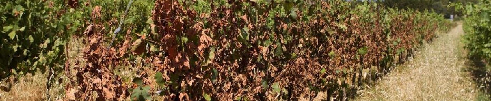 Vignes et réchauffement climatique Vignes et réchauffement climatique