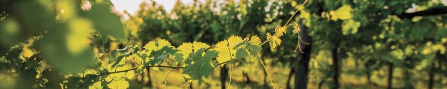 Vin bio, naturel, biodynamie