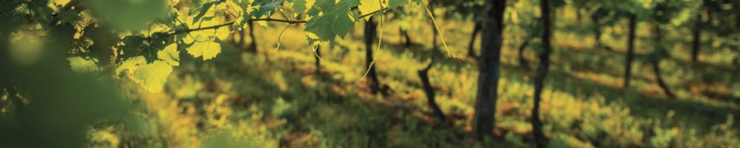 biodynamieVin bio, naturel, biodynamie Vin bio, naturel, biodynamie